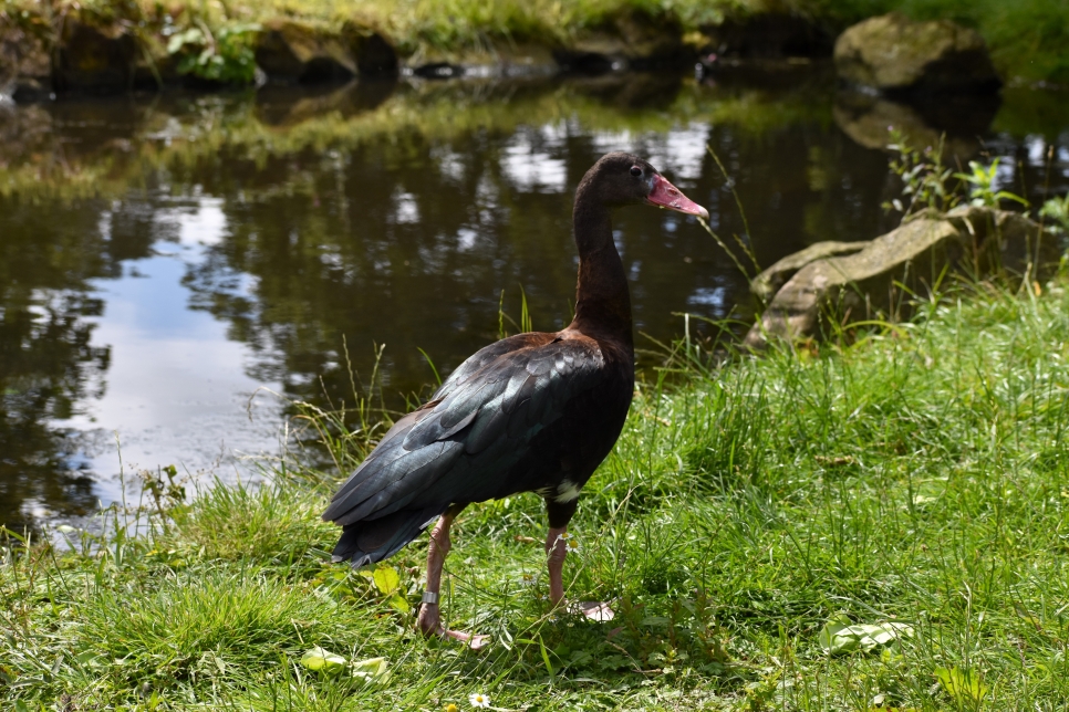 Bird of the Month: Black Spur-Winged Goose
